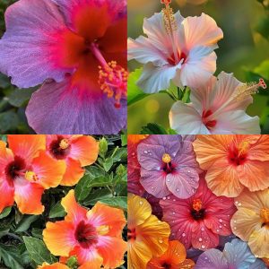 In Stock: Expanded Inversibles - Hibiscus Vibes - Image 2