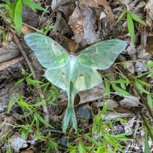 Alternative view of In Stock: Luna Moth Self-Striping