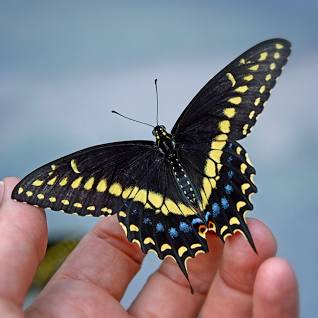 In Stock: Swallowtails Self-Striping - Image 2