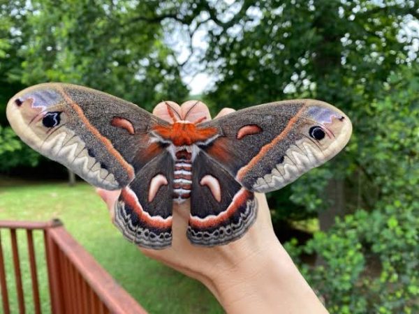 In Stock: Cecropia Self-Striping - Image 2