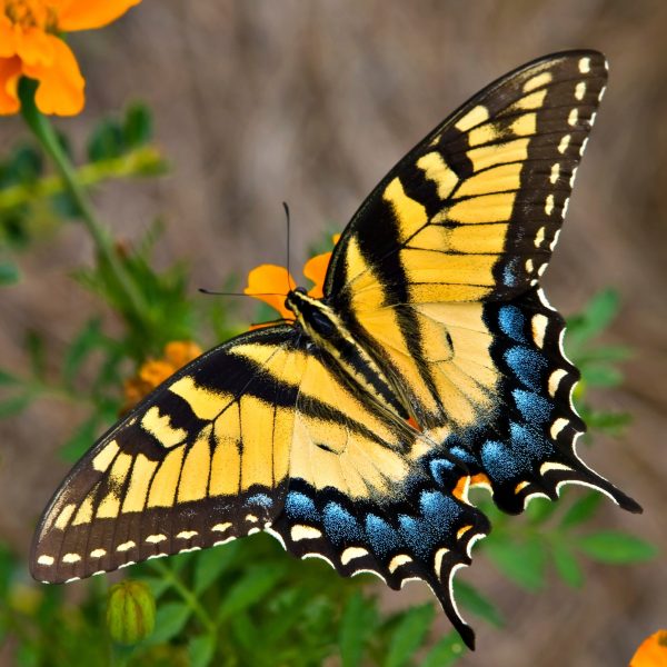 In Stock: Swallowtails Self-Striping - Image 3