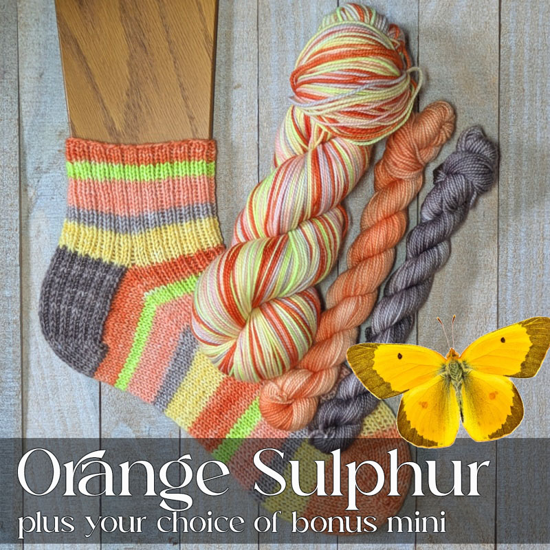 *NEW!* Pre-Order: Orange Sulphur Self-Striping