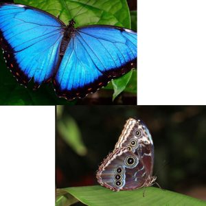 Alternative view of *NEW!* Pre-Order: Blue Morpho Self-Striping