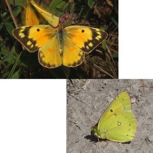 Alternative view of *NEW!* Pre-Order: Orange Sulphur Self-Striping