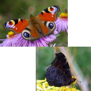 Alternative view of *NEW!* Pre-Order: Peacock Butterfly Self-Striping