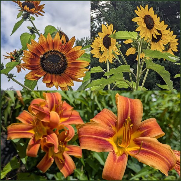 In Stock: Summer-Inspired Serendipity Stripes -- Flowers in My Yard - Image 4